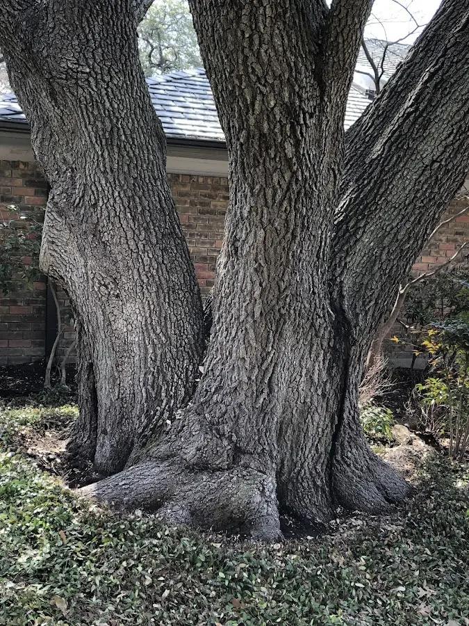 Mature heritage tree close to a Carrollton property cared for by certified arborists